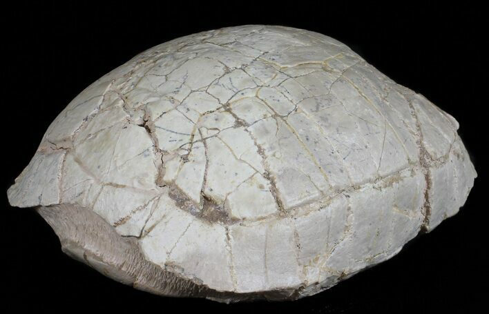 Nice, Fossil Tortoise (Stylemys) - South Dakota #50816